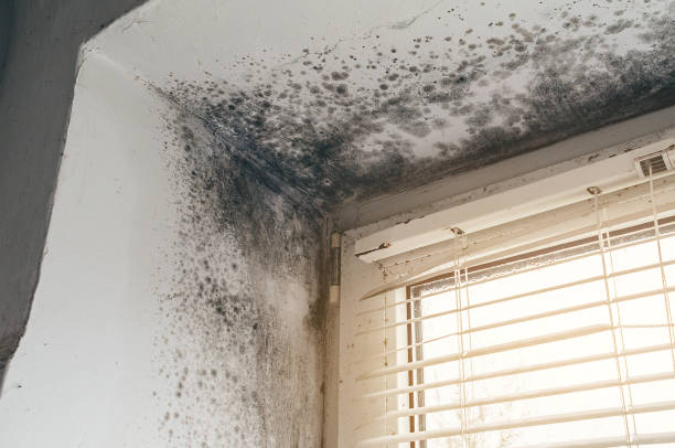 Affordable Mold Remediation solutions in Vincentown, NJ